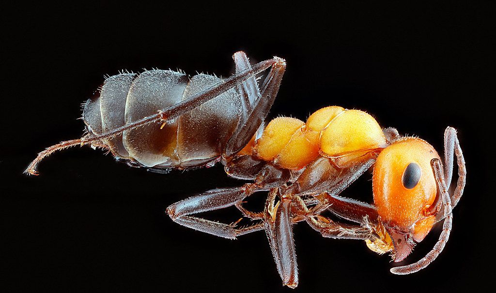 Ant Control service in Pembroke Pines, FL