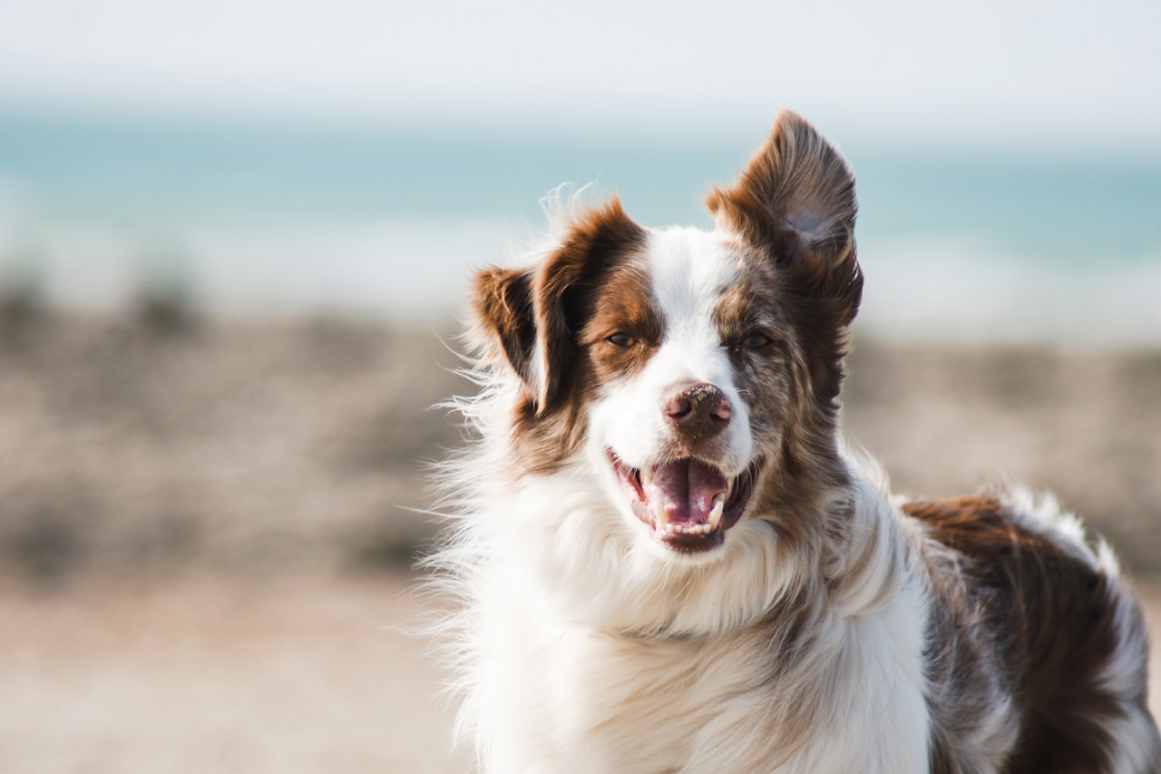 Flea & Tick Control service in Pembroke Pines, FL