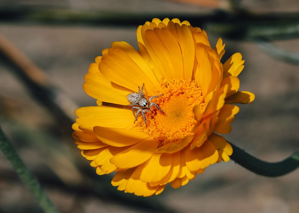 Spider Control service in Pembroke Pines, FL